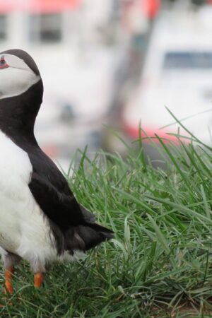 Intorno all'Islanda, comprese le isole Westman